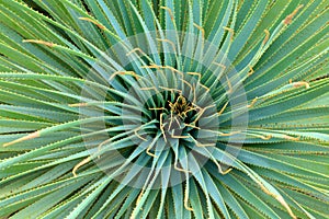 Yucca plant photo