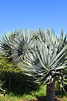 Yucca plant against blue sky