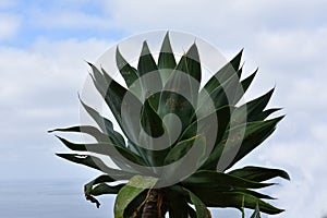 Yucca plant against blue sky