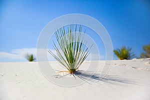 Yucca Plant in the Desert-2