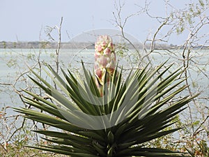 Yucca Plant in Bloom