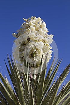 Yucca plant in bloom photo