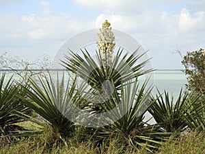 Yucca Plant in Bloom photo