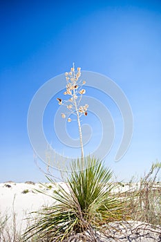 Yucca Plant in the Desert-3