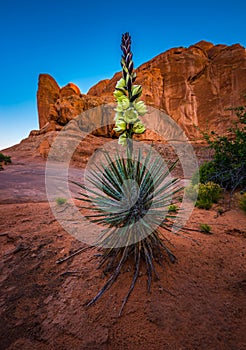 Yucca plant Eye of the Whale after Sunset Arches National Park