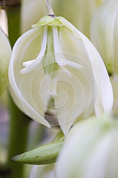 Yucca plant flower