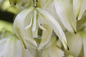 Yucca plant flower