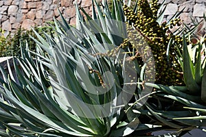 Yucca plant in front ofa wall