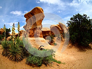 Yucca plant and hoodoos on sandstone desert landscape in Escalante, Utah