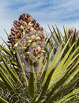 Yucca plant, new blooms