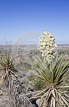 Yucca plant with white flowers