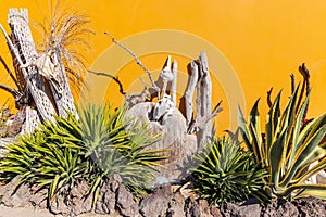 Yucca plants and dried cactus stalks against a yellow wall