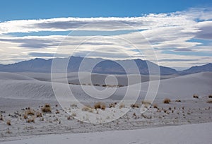 Yucca plants in dunes