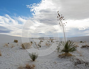Yucca plants in dunes