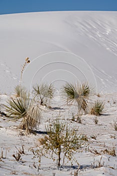 Yucca plants grow in the sand at White Sands National Park in New Mexico