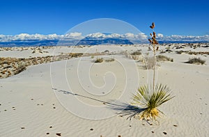 Yucca plants growing in White Sands National Monument, New Mexico, USA