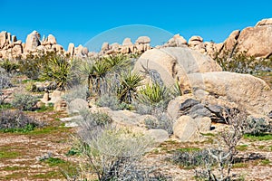 Yucca plants and rock formations in Joshua Tree National Park