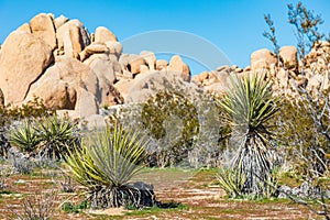 Yucca plants and rock formations in Joshua Tree National Park