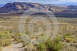 Yucca plants and sage in the desert overlooking traffic on Scenic Loop Drive in Red Rock Canyon National Conservation Area, Nevada