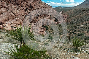 Yucca plants and trails in Red Rock Canyon National Conservation Area, Nevada, USA