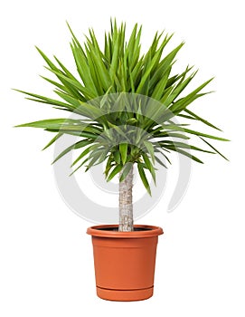 Yucca Potted Plant isolated