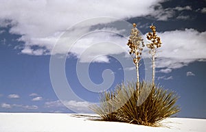 Yucca on rippled sand in White Sands