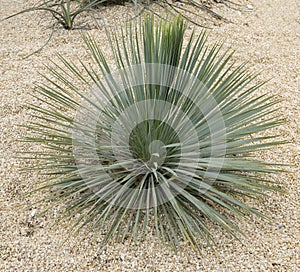 Yucca rostrata in a bed with a gravel mulch