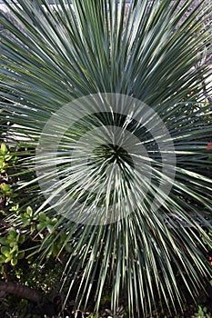 Yucca rostrata