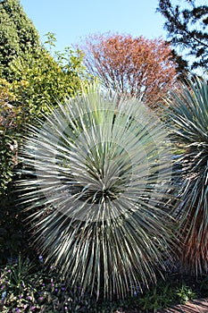 A Yucca rostrata tree in an arboretum in North Carolina