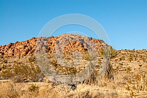 Yucca and Sandstone Formation in Red Rock Valley Park