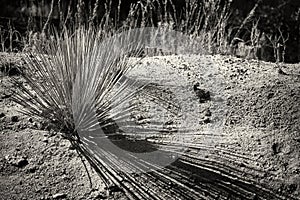 Yucca and Shadow