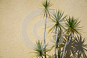 Yucca with shadows