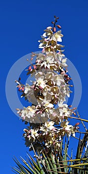 Yucca spike blooms against blue sky