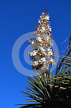 Yucca spike blooms against blue sky