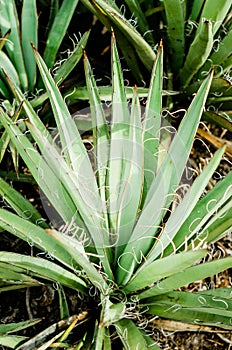 Yucca spines looking down