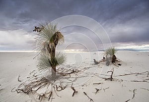 Yucca Stand Peacefully In Stormy Day In White Sands National Monument