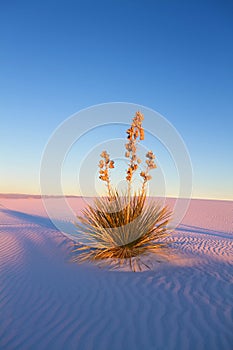 Yucca at Sunset photo