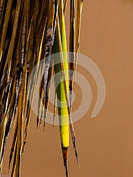 Yucca Tree Leaves from family Asparagaceae