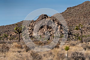 Yucca trees and rock formations at Joshua Tree National Park in California