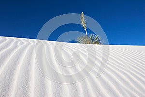 Yucca and White Sand