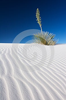 Yucca in White Sand