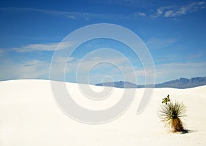 A Yucca in White Sands