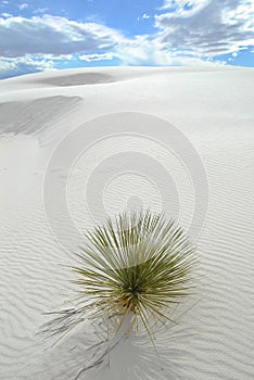 Yucca - White Sands Nat Park