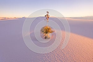 Yucca at White Sands National Monument