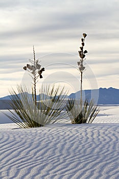 Yucca at White Sands National Monument