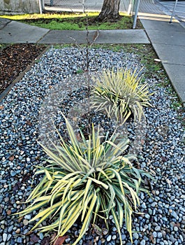 Yucca with Yellow and Green Strips