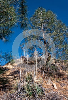 Yuccas with dry peduncles and pine trees on a mountain near Sequoia National Park, California photo