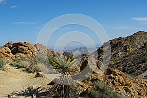 Yuccas, Rocks and Mountains, Joshua Tree National Park, California