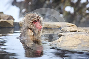 Yudanaka. Nagano Japan.