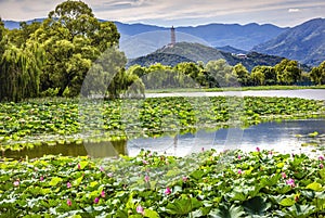 Yue Feng Pagoda Lotus Garden Summer Palace Beijing, China